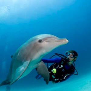 Diving with dolphins off Andros, Bahamas