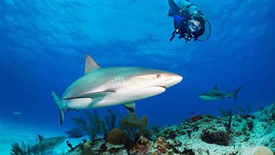 Diving off Bimini