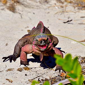 Iguana on beach in the Exumas, Bahamas