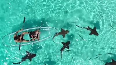 Nurse Sharks, Compass Cay, Exuma